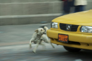 Dog Catches Car – Now What?