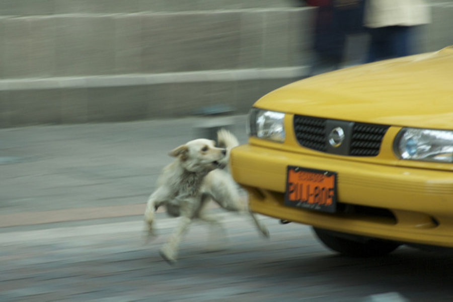 Dog Catches Car – Now What?